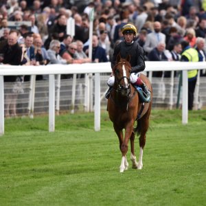 York | Dante Festival | 13/5/22