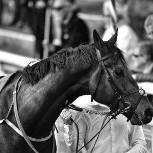 York | Dante Festival | 13/5/22