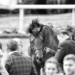 York | Dante Festival | 13/5/22