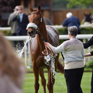 York | Dante Festival | 13/5/22