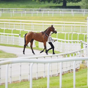 York | Dante Festival | 13/5/22