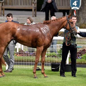 York | Dante Festival | 13/5/22