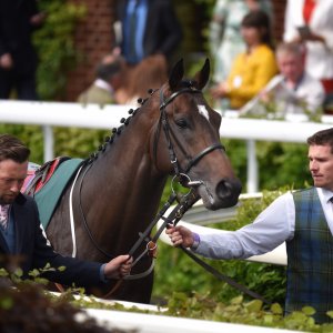 York | Dante Festival | 13/5/22