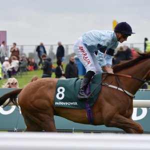 York | Dante Festival | 13/5/22