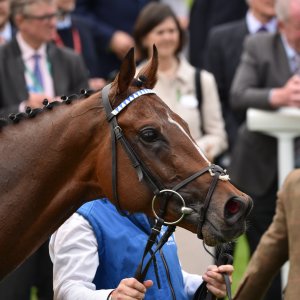 York | Dante Festival | 18-19/5/23