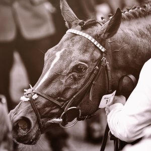 York | Dante Festival | 18-19/5/23