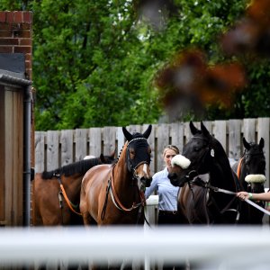 York | Dante Festival | 17/5/24