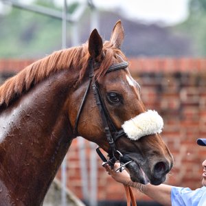 York | Dante Festival | 17/5/24