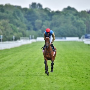 York | Dante Festival | 17/5/24