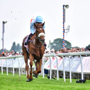 York | Dante Festival | 17/5/24