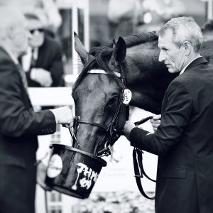 York | Dante Festival | 17/5/24