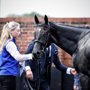 York | Dante Festival | 17/5/24