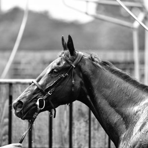 York | Dante Festival | 17/5/24