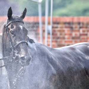 York | Dante Festival | 17/5/24