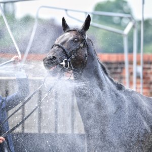 York | Dante Festival | 17/5/24