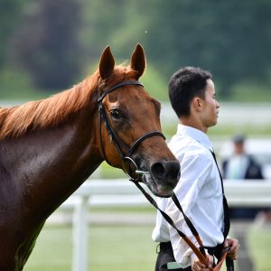 York | Dante Festival | 17/5/24