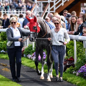 York | Dante Festival | 17/5/24