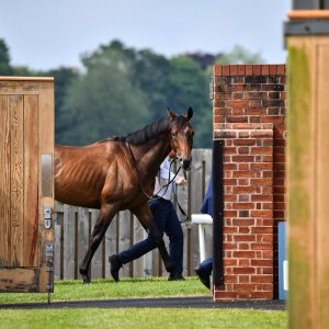 York | Dante Festival | 17/5/24