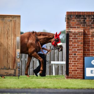 York | Dante Festival | 17/5/24