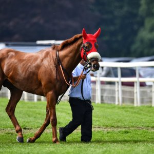 York | Dante Festival | 17/5/24