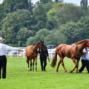 York | Dante Festival | 17/5/24
