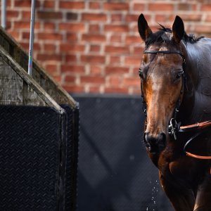 York | Dante Festival | 17/5/24