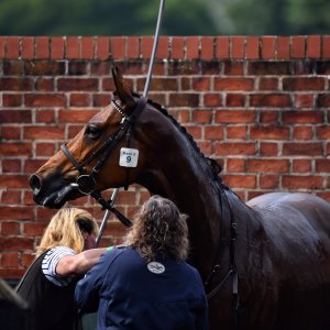 York | Dante Festival | 17/5/24