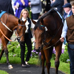 York | Dante Festival | 17/5/24