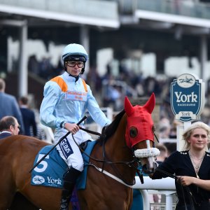 York | Dante Festival | 17/5/24