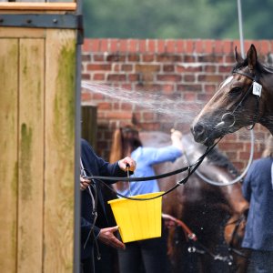 York | Dante Festival | 17/5/24
