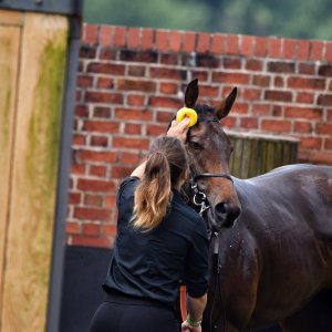 York | Dante Festival | 17/5/24