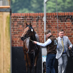 York | Dante Festival | 17/5/24