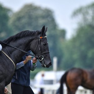 York | Dante Festival | 17/5/24