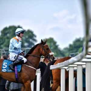 York | Dante Festival | 17/5/24