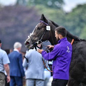 York | Dante Festival | 17/5/24