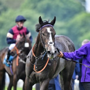 York | Dante Festival | 17/5/24