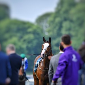 York | Dante Festival | 17/5/24