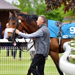 York | Dante Festival | 15,16/5/25