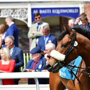 York | Dante Festival | 15,16/5/25