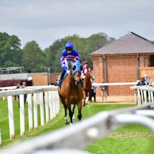 York | Dante Festival | 15,16/5/25