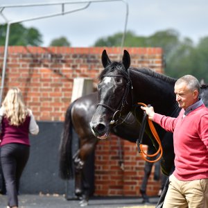 York | Dante Festival | 15,16/5/25