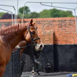 York | Dante Festival | 15,16/5/25