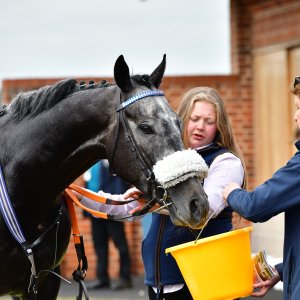 York | Dante Festival | 15,16/5/25