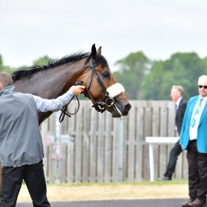 York | Dante Festival | 15,16/5/25