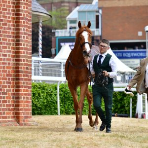 York | Dante Festival | 15,16/5/25