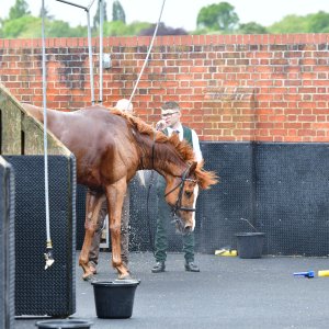 York | Dante Festival | 15,16/5/25