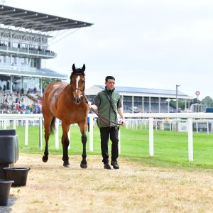 York | Dante Festival | 15,16/5/25