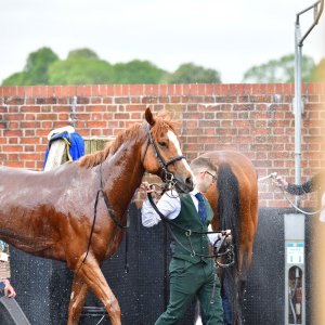 York | Dante Festival | 15,16/5/25