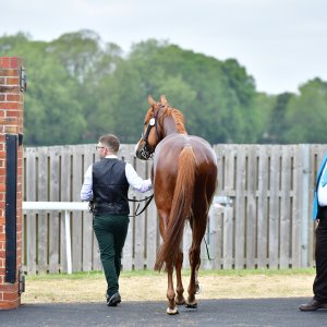 York | Dante Festival | 15,16/5/25