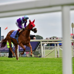 York | Dante Festival | 15,16/5/25